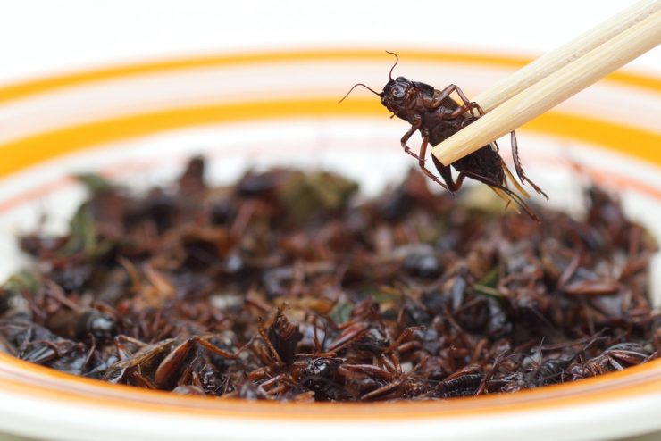 Eating Crickets Can Be Good For Metabolism, New Study Says - NOLISOLI