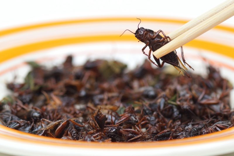 Eating crickets can be good for metabolism, new study says - NOLISOLI