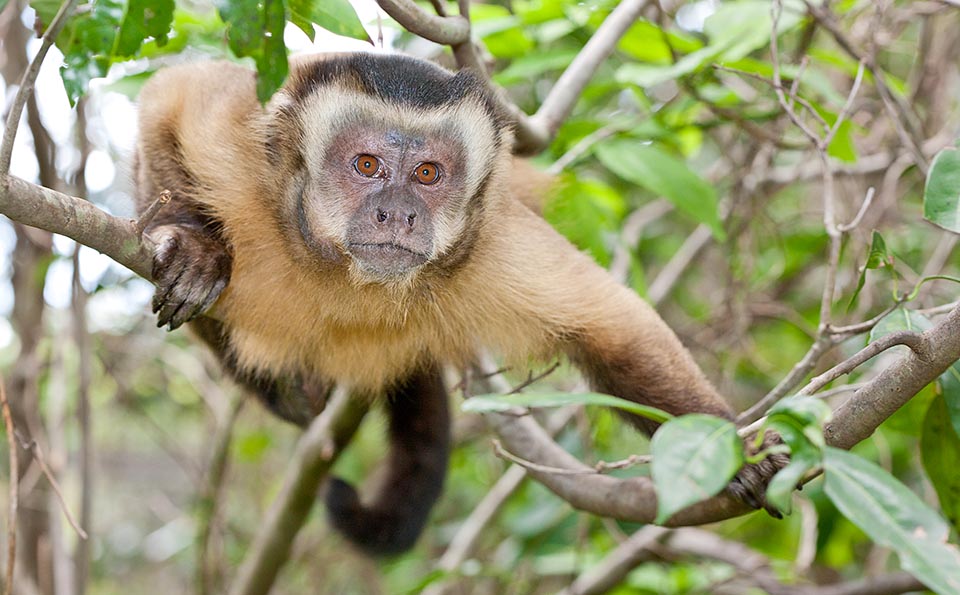 Brown Tufted Capuchin monkey.