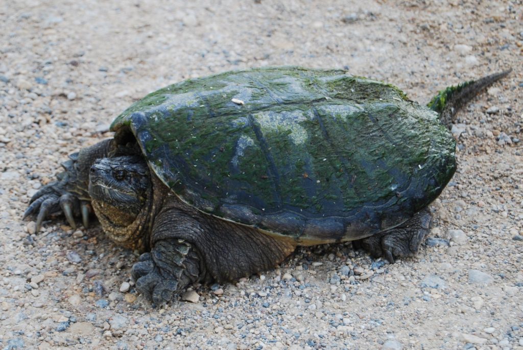 snapping turtle