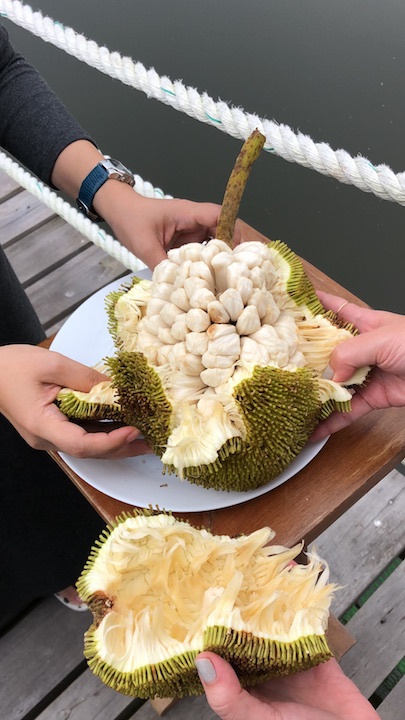 jackfruit vs durian