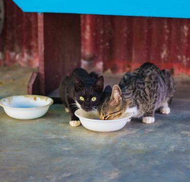 cats