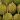 marang durian jackfruit difference