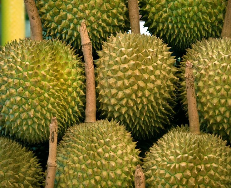 marang durian jackfruit difference