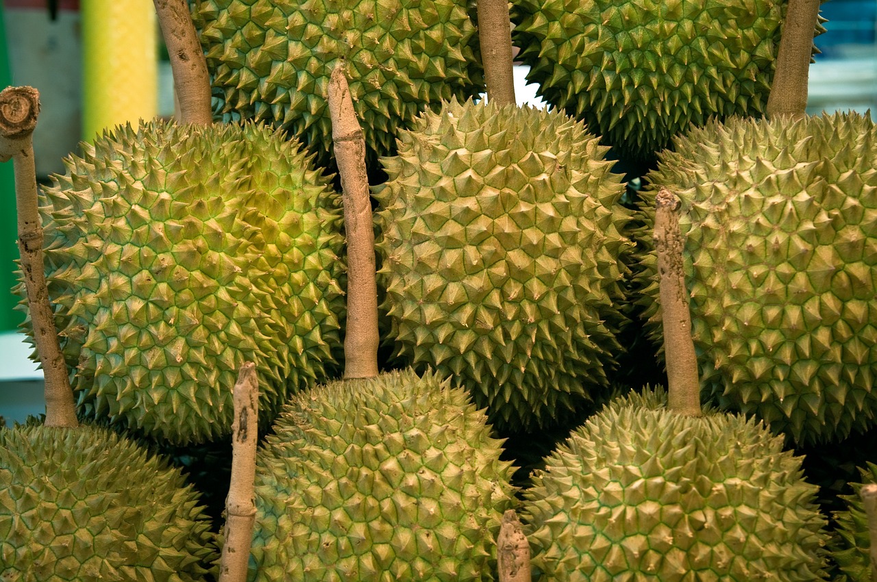 marang durian jackfruit difference