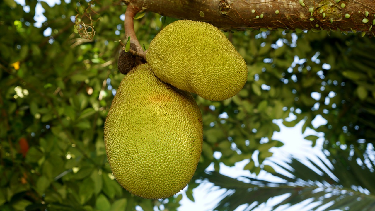 marang durian jackfruit difference