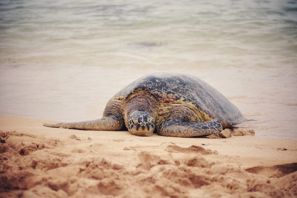 nolisoli.ph sea turtle eggs animal poaching illegal department of environment and natural resources