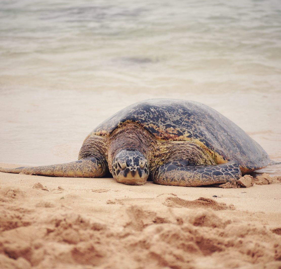 nolisoli.ph sea turtle eggs animal poaching illegal department of environment and natural resources