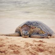 nolisoli.ph sea turtle eggs animal poaching illegal department of environment and natural resources