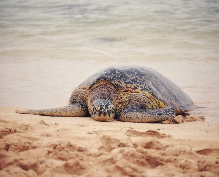 nolisoli.ph sea turtle eggs animal poaching illegal department of environment and natural resources