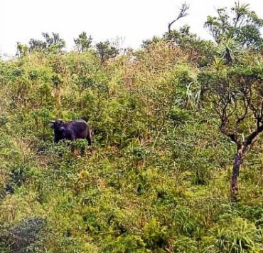 tamaraw sighting