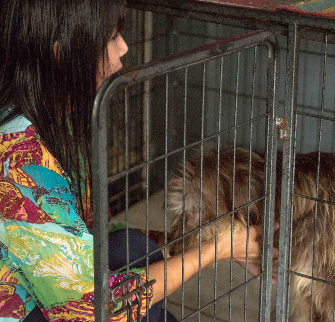 dog rescue paranaque