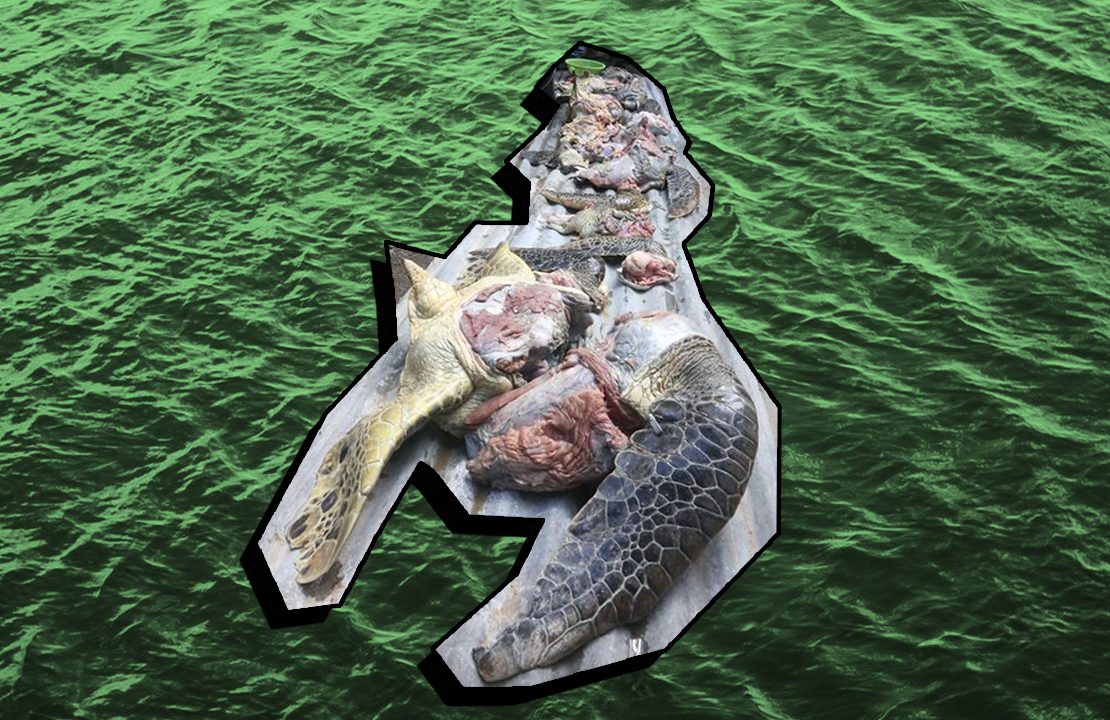 pawikan meat