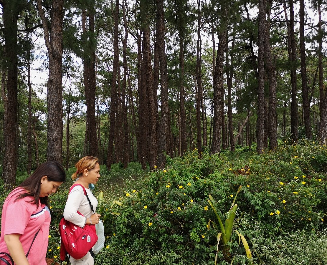 baguio city forest pine tree park