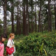 baguio city forest pine tree park