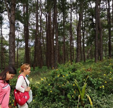baguio city forest pine tree park