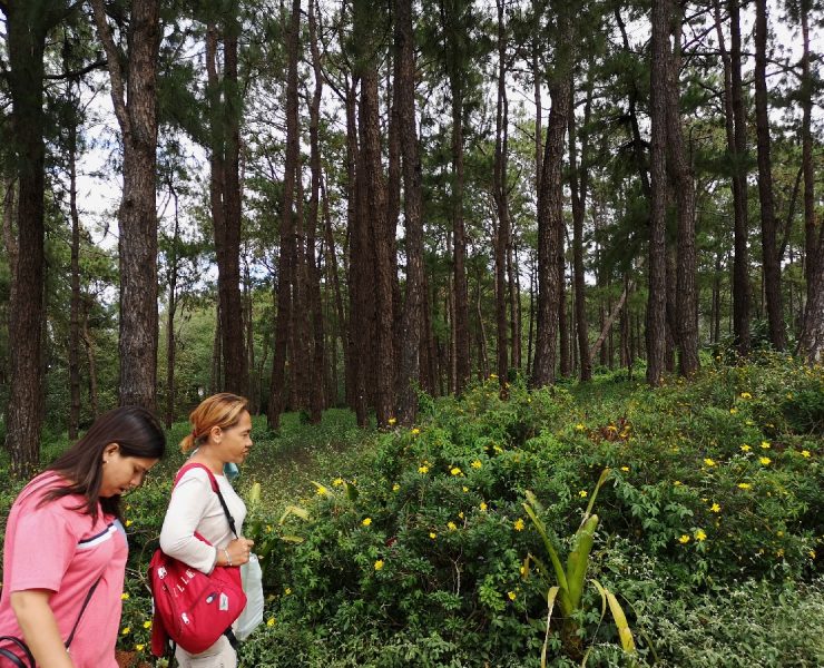 baguio city forest pine tree park