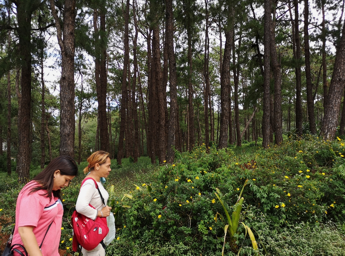 baguio city forest pine tree park