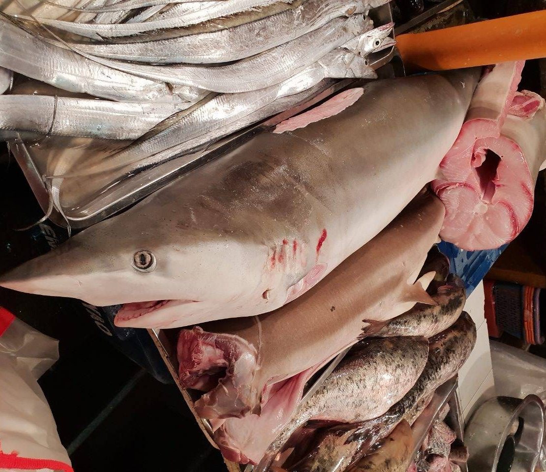 Manila wet market caught selling shark meat despite law - NOLISOLI
