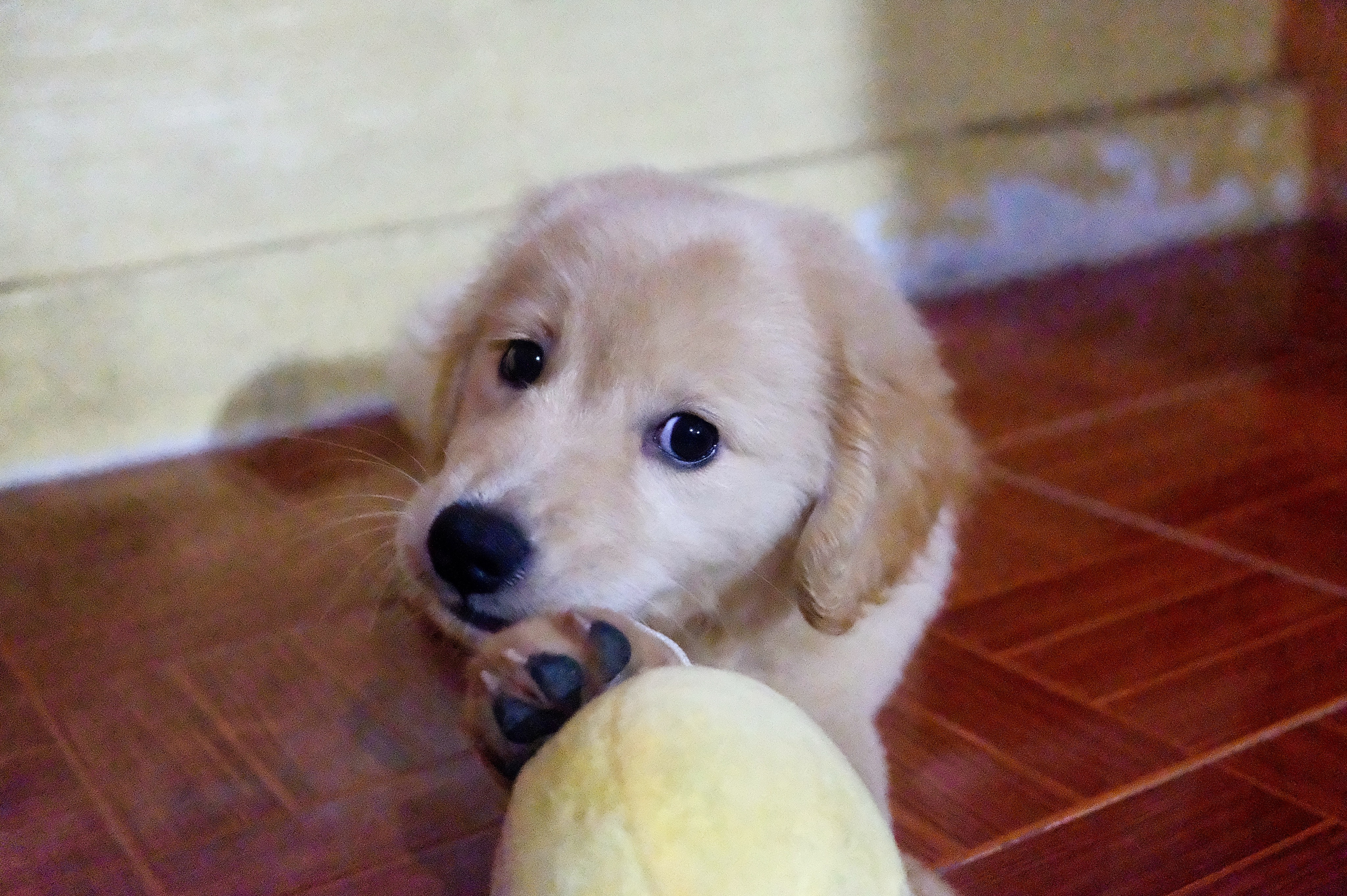 Phoebe at four months old