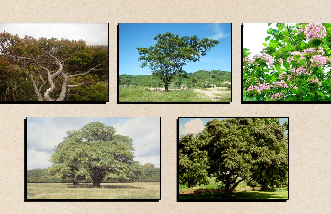 philippine trees names and pictures