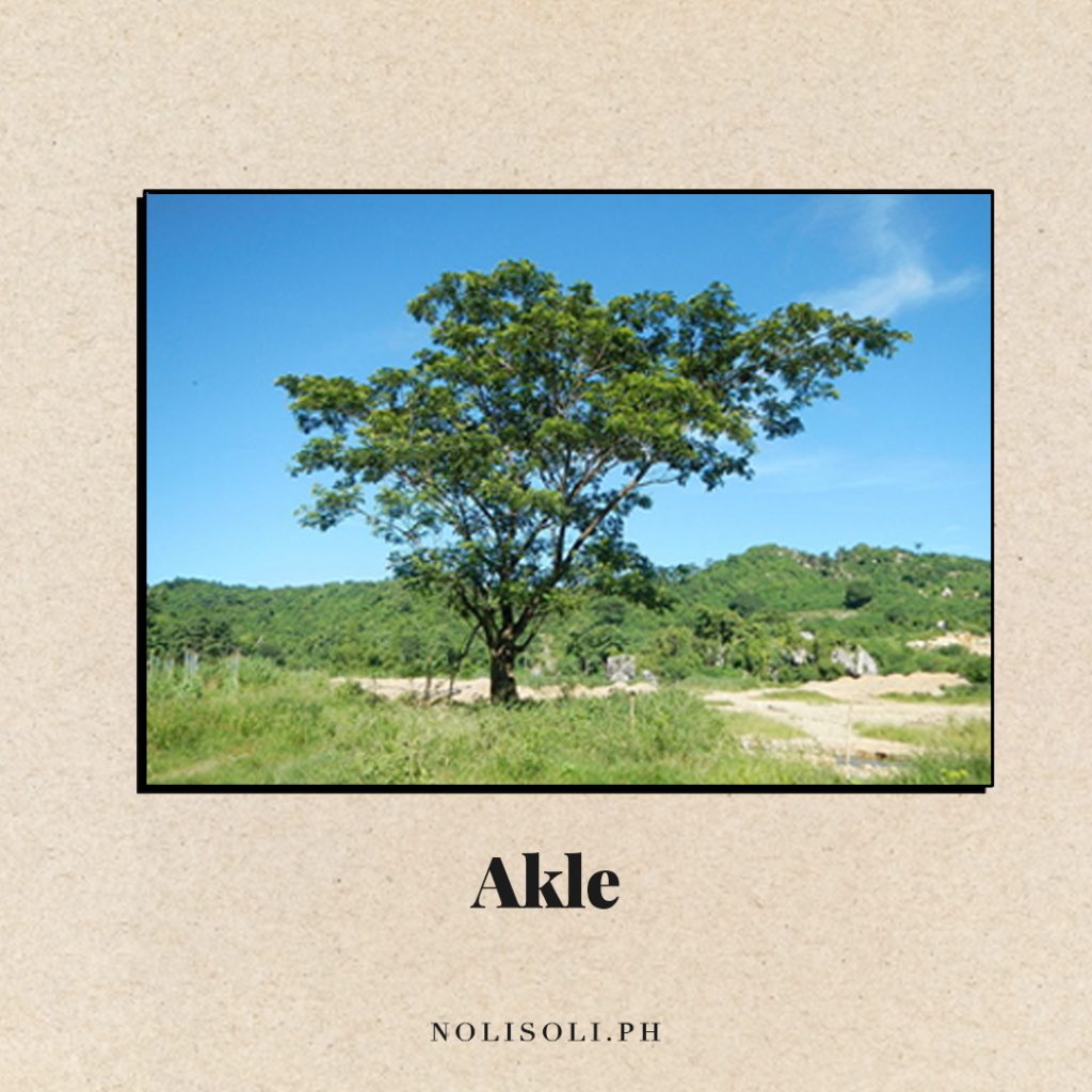 akle tree