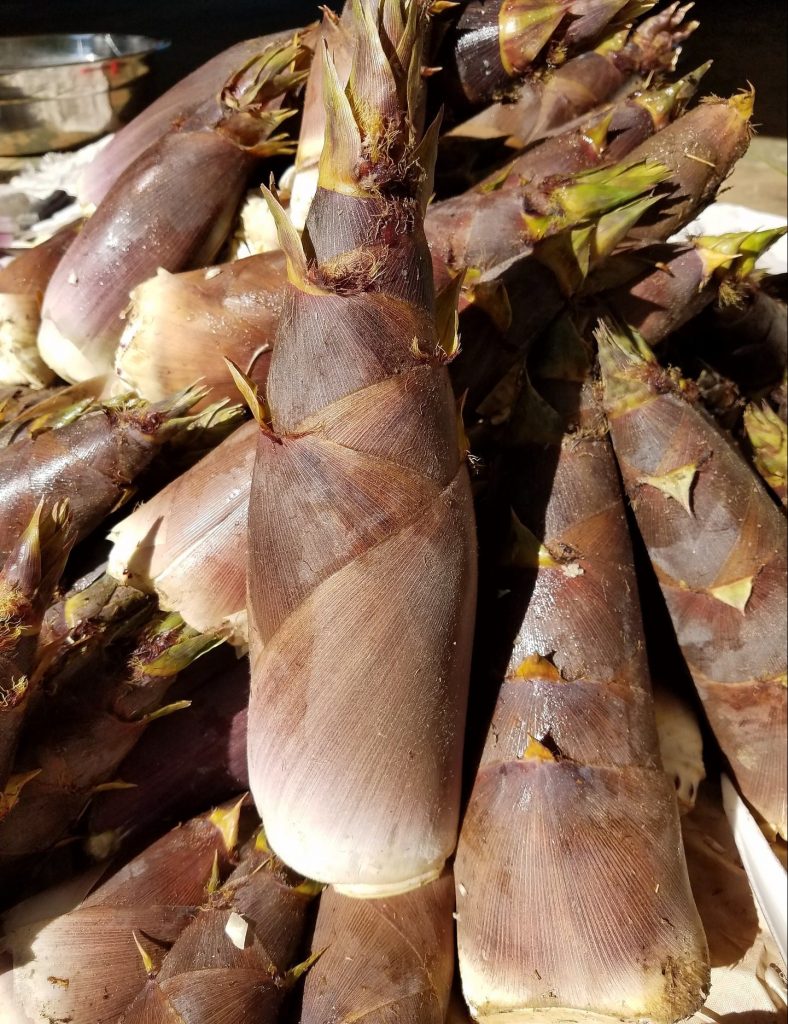 Are Bamboo Shoots Poisonous? Debunking Myths Safely