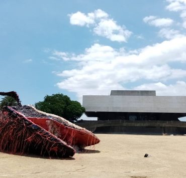 nolisoli dead whale ccp