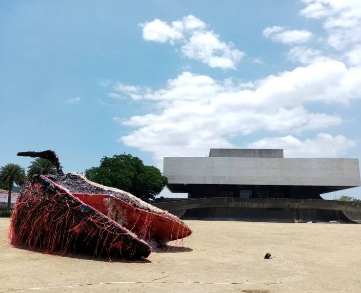 nolisoli dead whale ccp