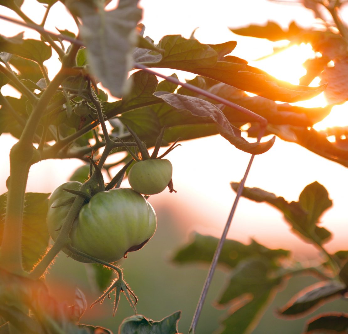 international day of biological diversity