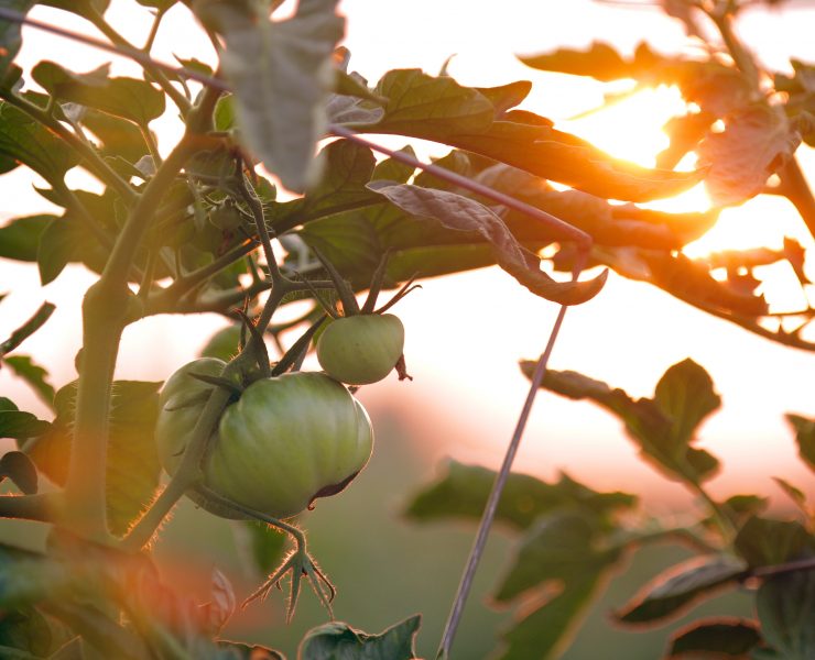 international day of biological diversity