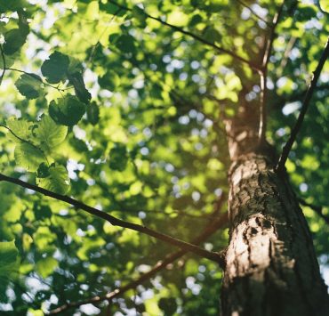 graduating planting trees unsplash