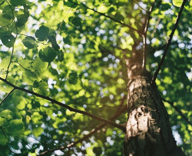 graduating planting trees unsplash