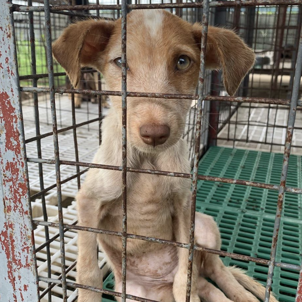 Dog impound store