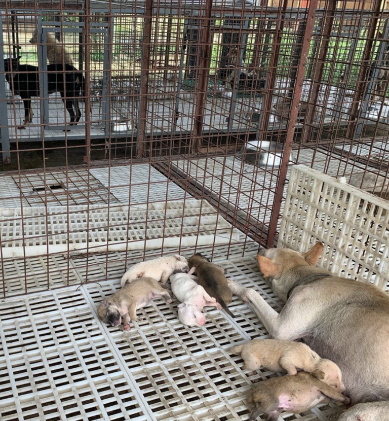 Unless Adopted Soon, 103 Impounded Dogs In Bulacan Will Be Euthanized 