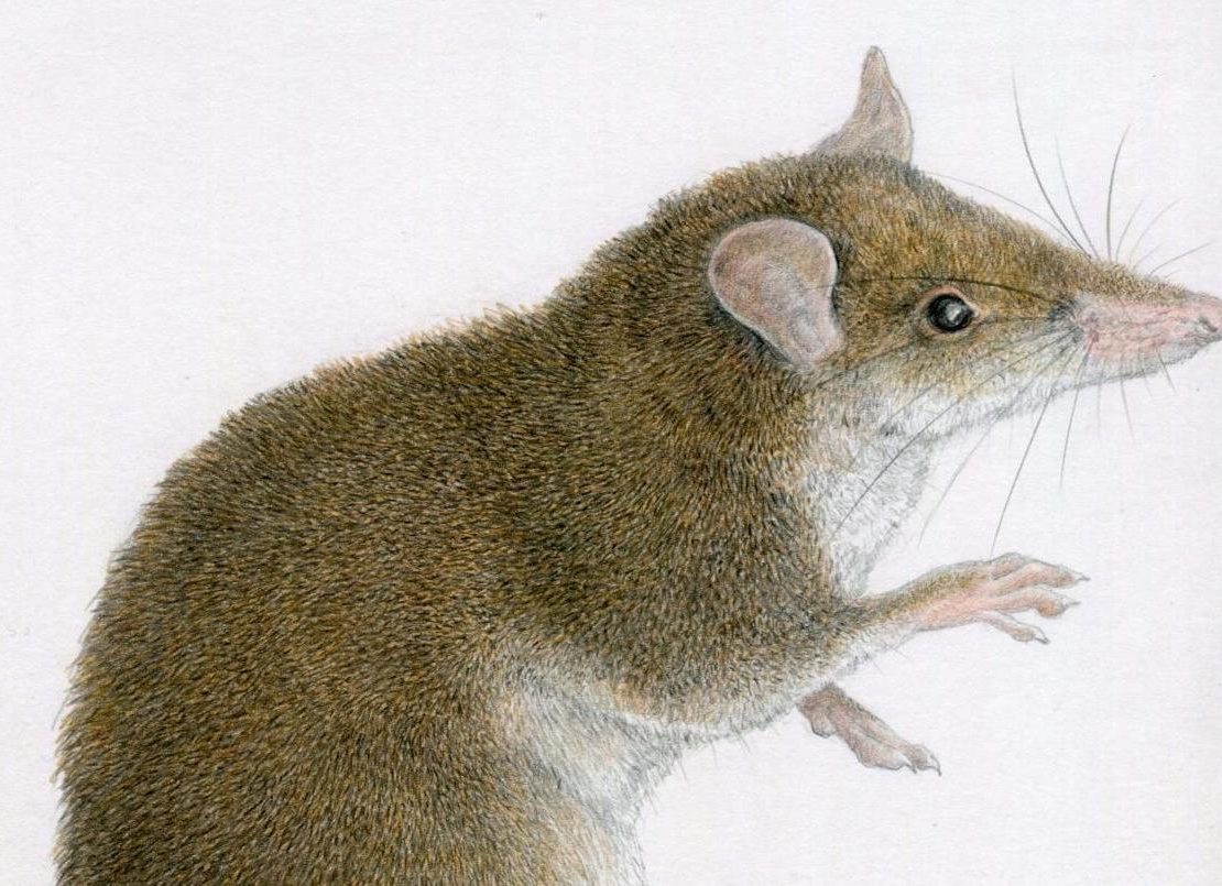 New earthworm-eating shrew rat species found in Luzon - NOLISOLI