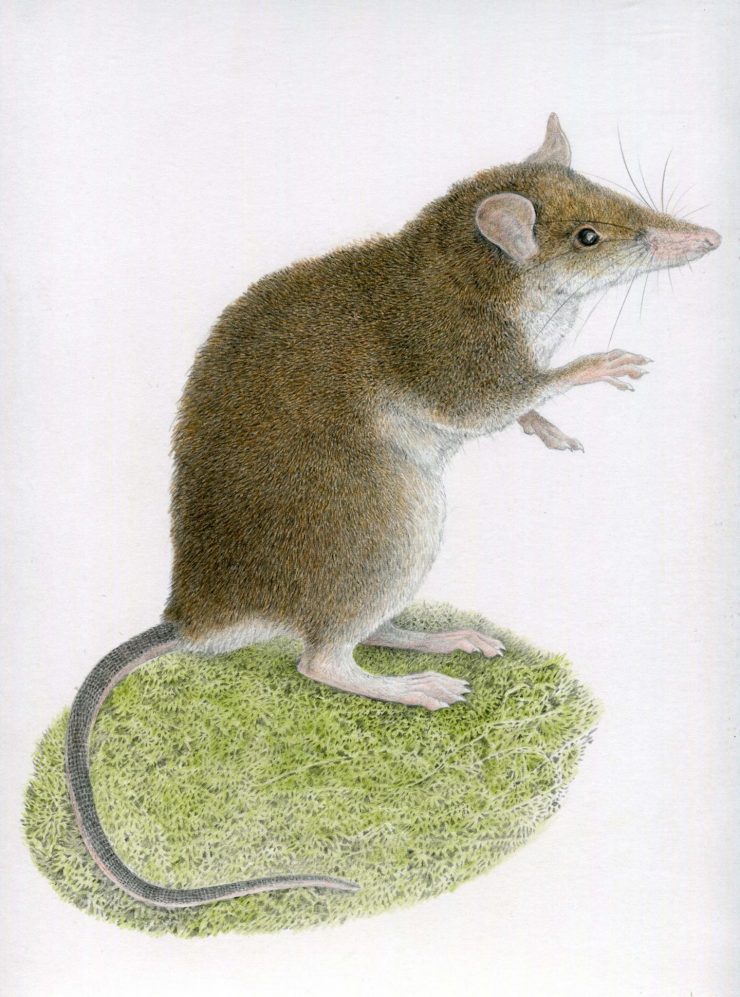 New earthworm-eating shrew rat species found in Luzon - NOLISOLI