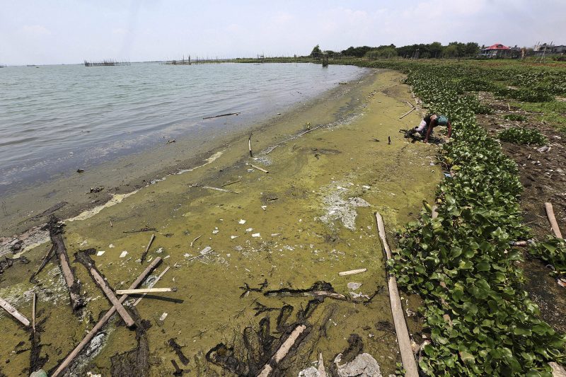 Laguna de Bay turns green due to stinky but harmless algal bloom - NOLISOLI