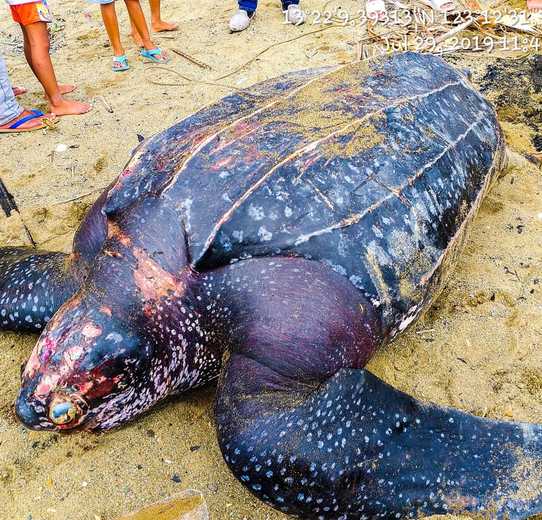 dead leatherback turtle pawikan