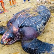 dead leatherback turtle pawikan