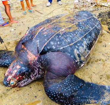 dead leatherback turtle pawikan