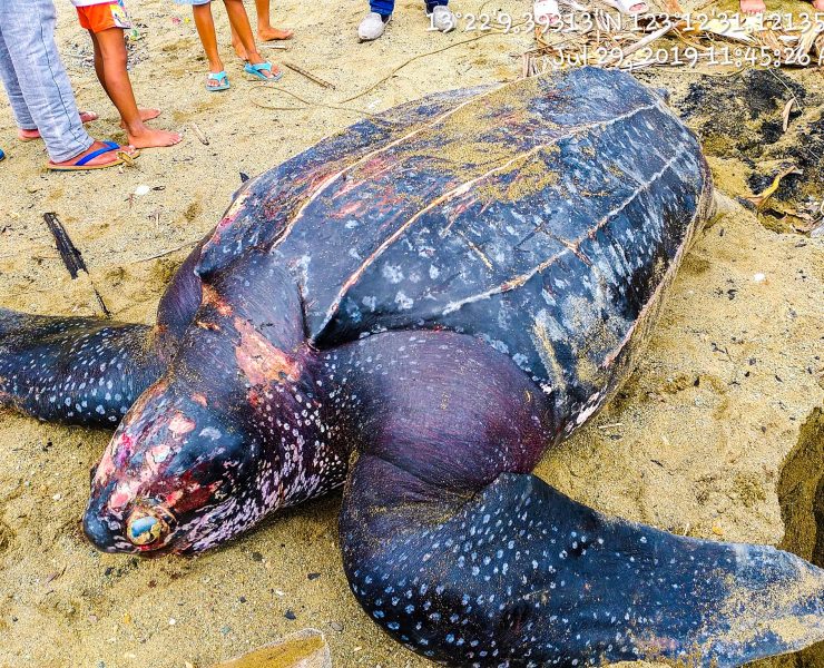 dead leatherback turtle pawikan