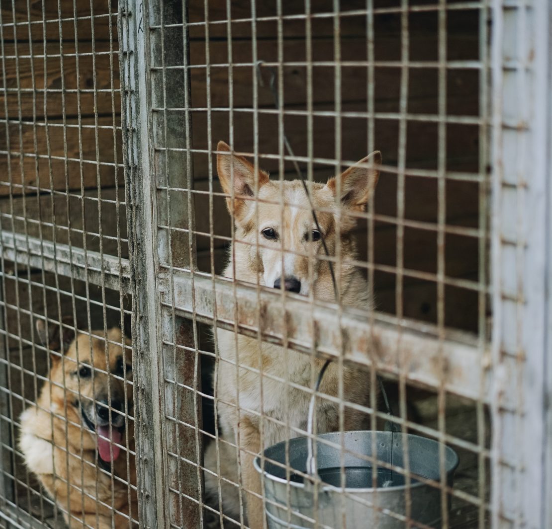 dogs, dogs in a cage, dogs for adoption