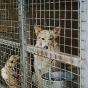 dogs, dogs in a cage, dogs for adoption