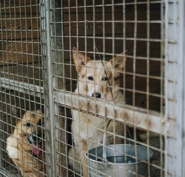dogs, dogs in a cage, dogs for adoption