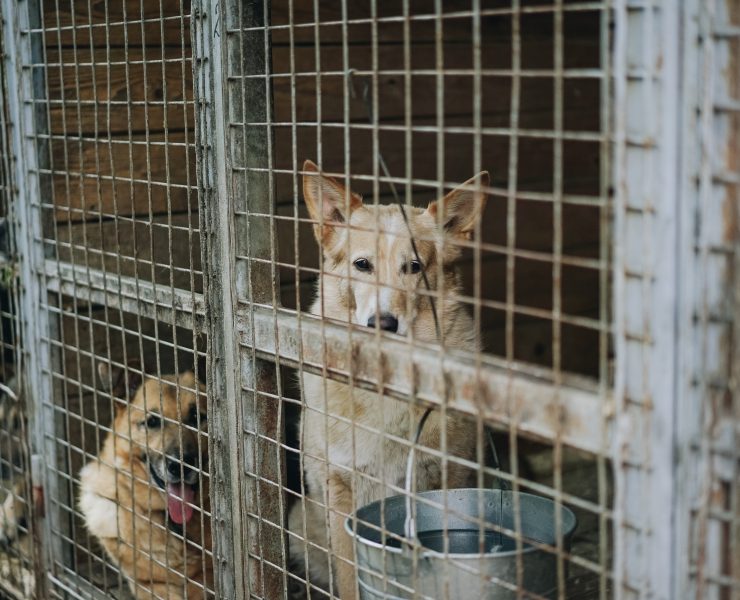 dogs, dogs in a cage, dogs for adoption