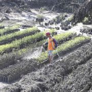 Taal Volcano crop damage