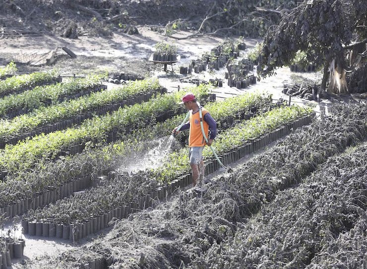 Taal Volcano crop damage