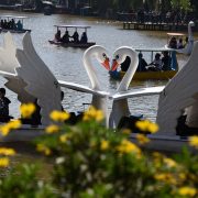 baguio city burnham park rehabilitation cherry blossoms