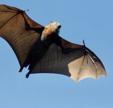 bats wuhan coronavirus china source